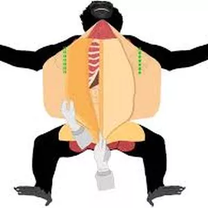 Cover image for Ebook Primate Necropsy Manual