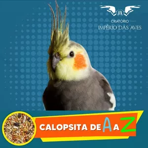 Imagem do curso Calopsita de A a Z