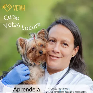 Imagen de portada para Curso online Curso Vetah Locura