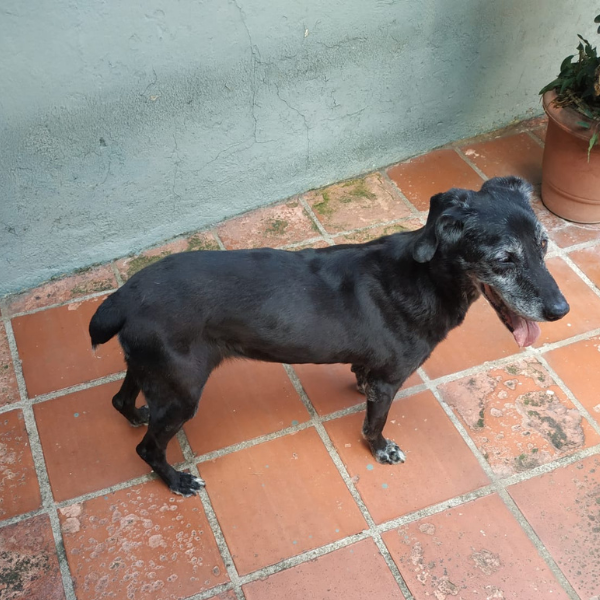 Simone