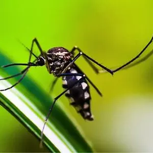 Imagem de capa para o Ebook O que você precisa saber sobre a Dengue