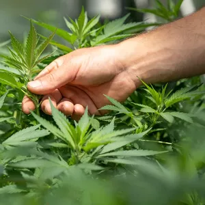 Imagen de portada para Ebook Guía Experta en Procesos de CBD y Derivados Naturales – Juan David Rivera Cruz