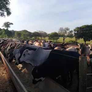 Curso Formulação de dietas para bovinos de corte confinados