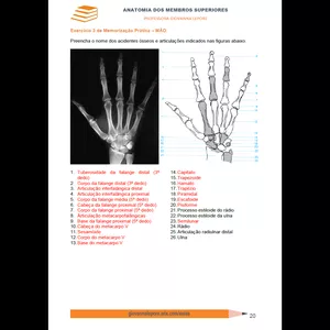 Imagem de capa para o Ebook Anatomia Óssea dos Membros Superiores: Guia Completo com Exercícios e Respostas