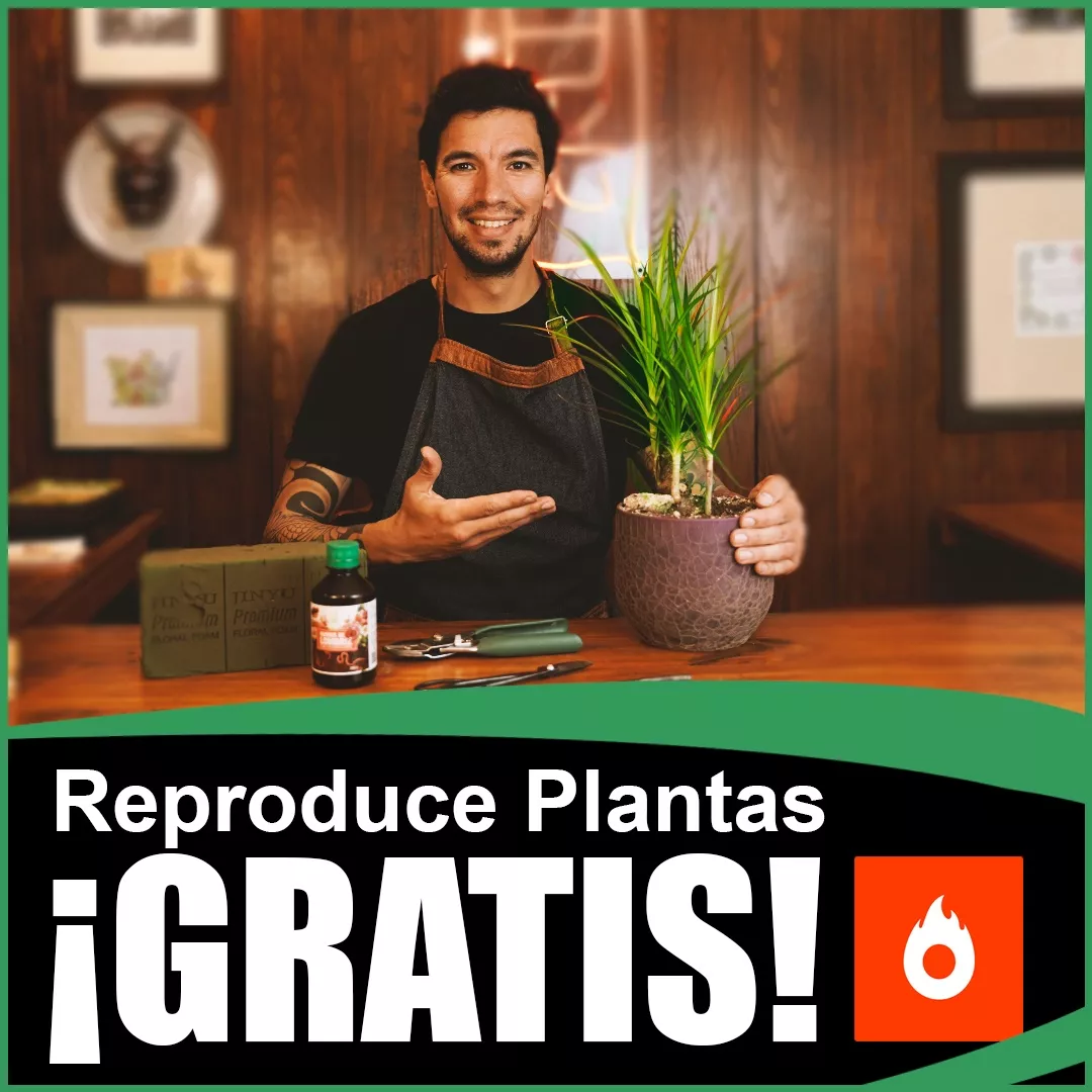 Aprende a Propagar Plantas Fácilmente