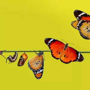 Imagem de capa para o Curso online Estoicismo para Mulheres