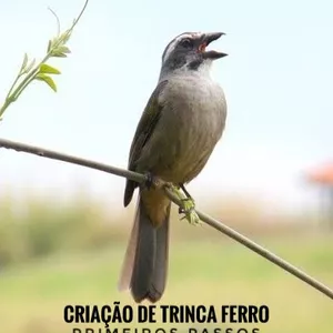Imagem de capa para o Ebook Criação de Trinca Ferro 