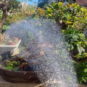 Imagem de capa para o Curso online Bonsai Básico - Cultivo Passo-a-Passo