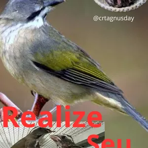 Imagem de capa para o Ebook Reprodução certeira 