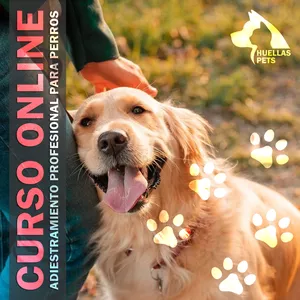 Imagen de portada para Curso online Adiestramiento profesional para perros