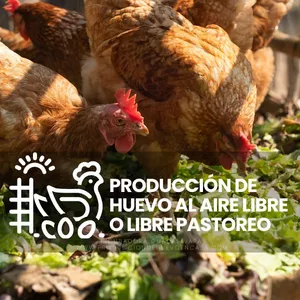 Imagen de portada para Curso online Producción de huevo al aire libre o libre pastoreo