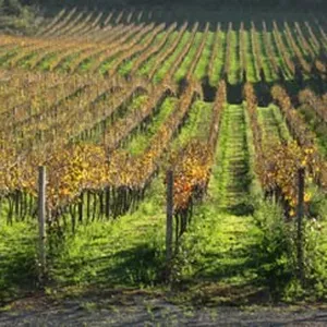 Imagem de capa para o Ebook Enologia - fatos e mitos do vinho