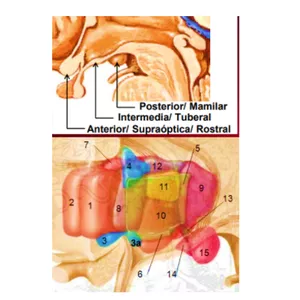 Imagen de portada para Ebook Resumen Neuroanatomía (Anatomía 2 USMP)