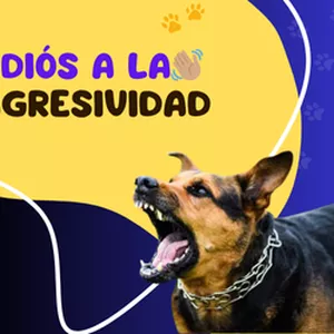 Imagen de portada para Ebook Adiós a la agresividad