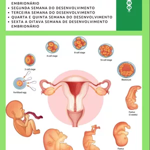 Imagem de capa para o Ebook Apostila de Embriologia Humana 