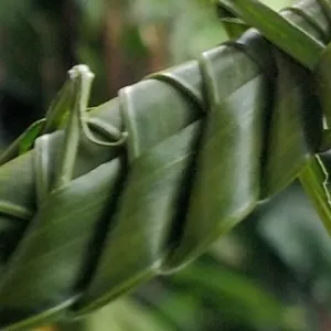 Imagem do curso Impressione com louva-a-deus