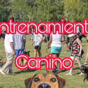 Imagen de portada para Curso online Entrenamiento Canino