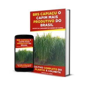 Cultivo completo do Brs Capiaçu, o capim mais produtivo do Brasil