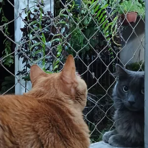 Imagem de capa para o Curso online Vida de Gato _ Produto teste_ Funcionário