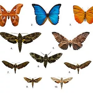 Imagem de capa para o Ebook Zoologia pelo mundo