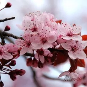 Imagem de capa para o Curso online Curso  IKIGAI- O PODER DO PROPÓSITO