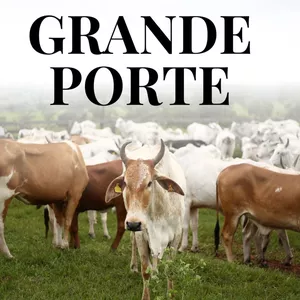 Imagem do curso Auxiliar de veterinário GRANDE PORTE