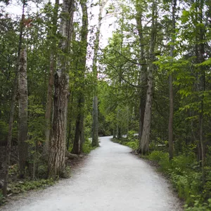 Cover image for Online course 20 Pictures of forest: Pack3