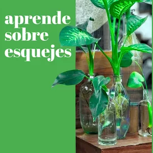 Imagen de portada para Ebook Esquejes Sin Fallar