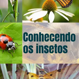Imagem de capa para o Ebook CONHECENDO OS INSETOS
