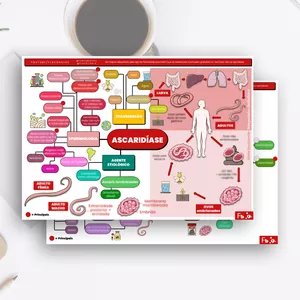 Imagem de capa para o Curso online Mapa Mental: Ascaridíase (Parasitologia)