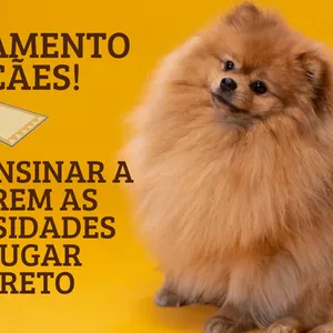 Imagem do curso Curso de Educação e Treinamento de Cães para Ensinar a Fazer as Necessidades no Lugar Correto