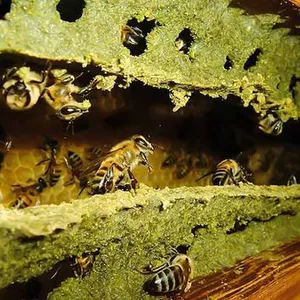 Curso APICULTURA - PRODUÇÃO DE PRÓPOLIS