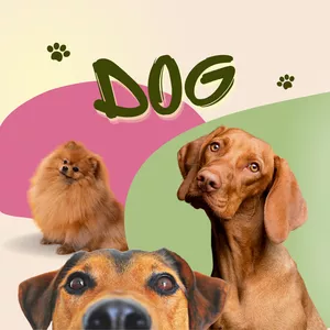 Imagem de capa para o Ebook Noções básicas de cães para iniciantes