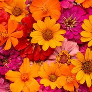 Imagem de capa para o Curso online Sequência didática - LEILÃO DE JARDIM 