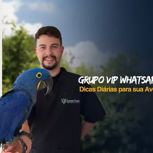 Imagem de capa para o Curso online Grupo VIP | Dicas Diárias para Sua Ave