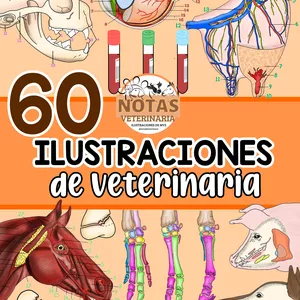 Imagen de portada para Ebook ilustraciones de anatomía veterinaria 