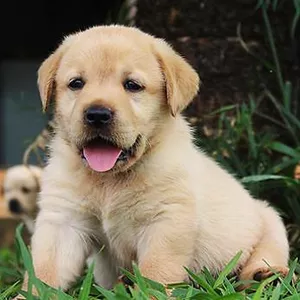 Imagem de capa para o Curso online Criação e manejo de cães