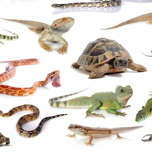 Imagem de capa para o Ebook Semiologia Básica de Répteis 