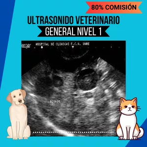 Imagen de portada para Curso online Ultrasonido Veterinario I