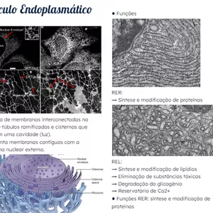 Imagem de capa para o Ebook Resumo retículo endoplasmático