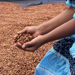 Cover image for Ebook EL MAGICO PROCESO DE TRANSFORMACION DEL GRANO DE CAFE 