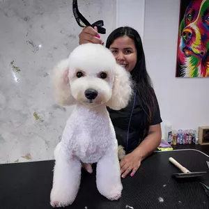 Imagen de portada para Curso online PELUQUERIA CANINA PASO A PASO