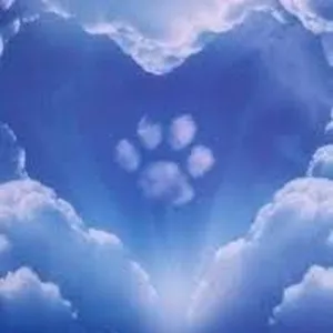 Imagen de portada para Ebook Un cielo para ángeles de cuatro patas