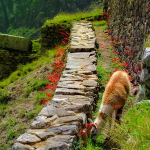 Imagen de portada para Curso online Hermosas Fotografias de  paisajes peruanos
