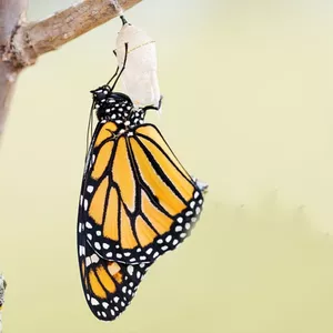 Imagen de portada para Curso online "Reconstruye tu Nuevo Yo"