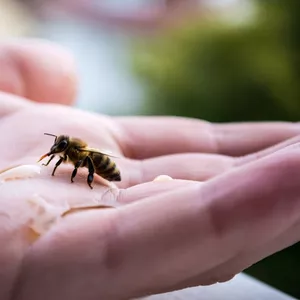 Imagen de portada para Ebook JOSE