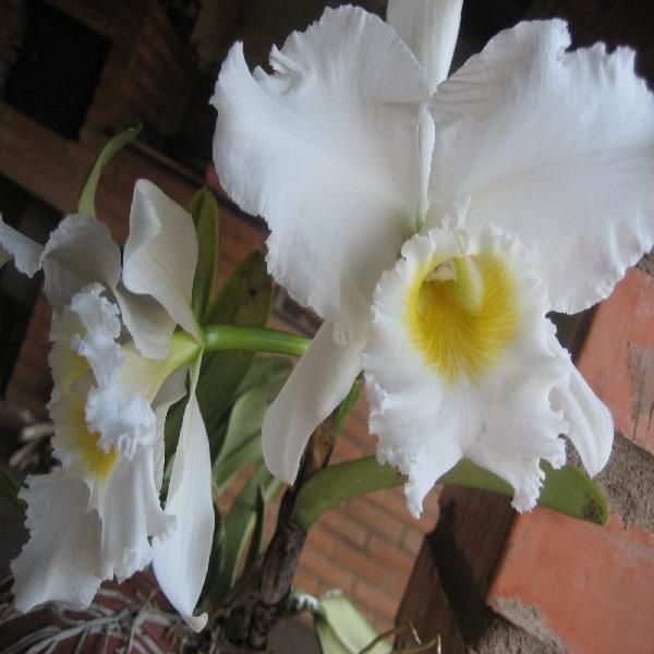 Imagem de Cultivo orgânico de Orquídeas criado por CF Consultoria na hotmart