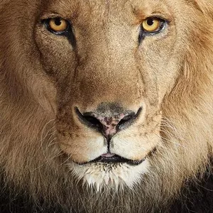 Imagem de capa para o Curso online LIONS BLACK