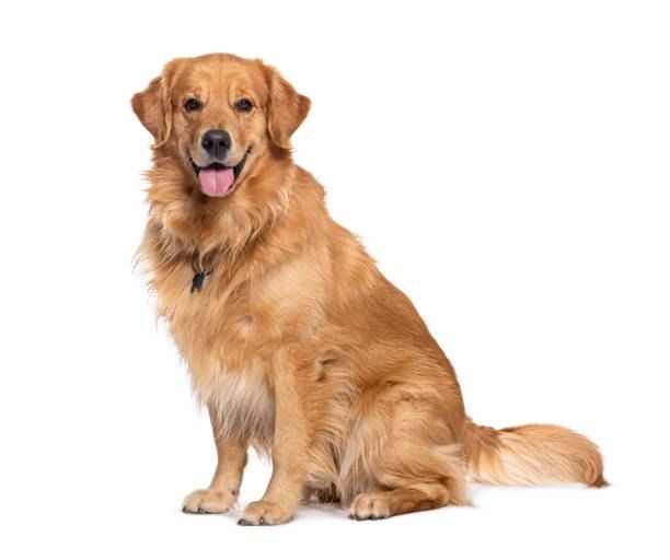 Guia Completo - Bem Vindo ao Mundo dos Pais de Pets — imagem 3