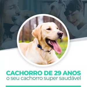 Imagem de capa para o Curso online Programa Cachorro Super Saudável